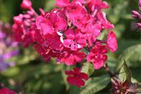 Vlambloem - thumbnail