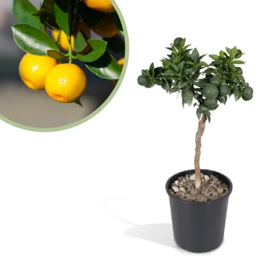 Citrus Mandarin - Mandarijnenboompje - P15 Citrus Mandarin - Mandarijnenboompje - P15
