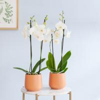 Phalaenopsis Vlinderorchidee Duo - P12 - thumbnail