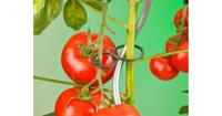 Nature tomatenplantringen - thumbnail