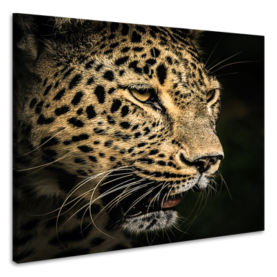 Schilderij - Luipaard, 3 maten, premium print, wanddecoratie