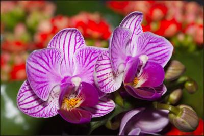 Fotobehang - Prachtige Orchidee, Paars, in 11 maten, Premium print, incl behanglijm