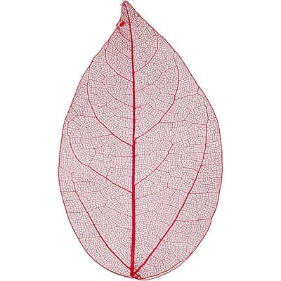 Creativ Company Skeleton leaves , l: 6-8 cm, rood, 20 stuk/ 1 doos Creativ Company Skeleton leaves , l: 6-8 cm, rood, 20 stuk/ 1 doos