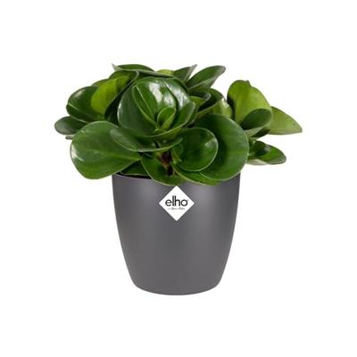 Elho brussels round mini 12,5 cm antraciet