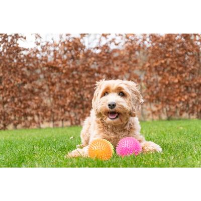 Dog Comets Exoplanet Pink S - thumbnail