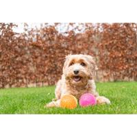Dog Comets Exoplanet Orange S - thumbnail