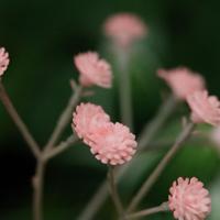 Gipskruid kunsttak 63cm roze - thumbnail