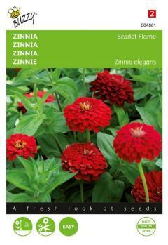 Zaden zinnia scarlet flame 1 gram Buzzy - Buzzy