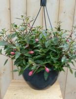 Hangplant Fuchsia in hangpot donker-roze tinten Warentuin Natuurlijk - Warentuin natuurlijk - thumbnail