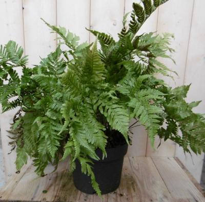 Vaste plant Tuinvaren Groot 30 cm Warentuin Natuurlijk - Warentuin natuurlijk