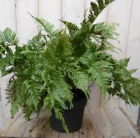 Vaste plant Tuinvaren Groot 30 cm Warentuin Natuurlijk - Warentuin natuurlijk - thumbnail