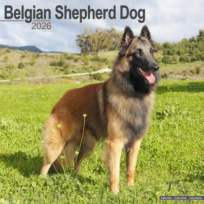 Belgian Shepherd Dog Calendar 2026 Square Dog Breed Wall Calendar - 16 Month