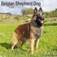 Belgian Shepherd Dog Calendar 2026 Square Dog Breed Wall Calendar - 16 Month - thumbnail