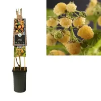 Gele Framboos Rubus Idaeus Fallgold M 75 cm klimplant - thumbnail