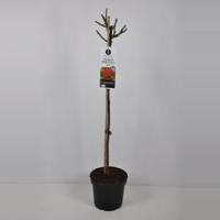 Grootbloemige roos op stam (rosa "Ingrid Bergman"®) - Op stam 90 cm - 1 stuks - thumbnail