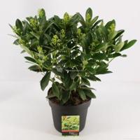 Skimmia (Skimmia Japonica “Finchy”®) heester - 30-40 cm (C4,5) - 9 stuks - thumbnail