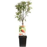 Appelboom Malus d. Elstar - thumbnail