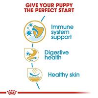 Royal Canin Puppy Franse Bulldog hondenvoer 10 kg - thumbnail