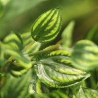 Peperomia Kunst hangplant bont 50cm - thumbnail