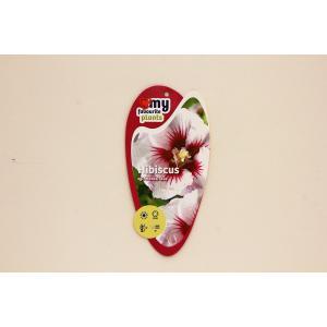 Hibiscus syriacus Monstrosus - 25 -30 cm - 20 stuks