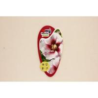 Hibiscus syriacus Monstrosus - 25 -30 cm - 20 stuks - thumbnail