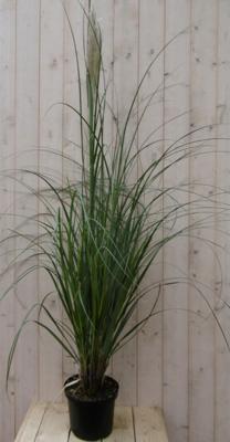 Pampasgras Cortaderia Warentuin Natuurlijk - Warentuin natuurlijk