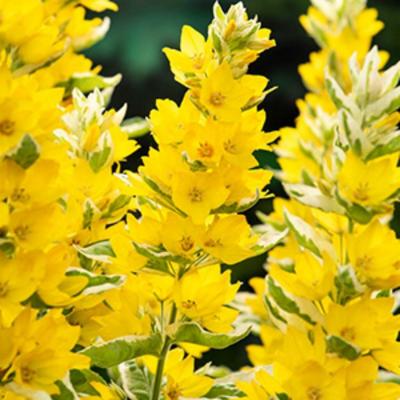 Moerings Lysimachia Variegata - Bont moeraswederik Moerings Lysimachia Variegata - Bont moeraswederik