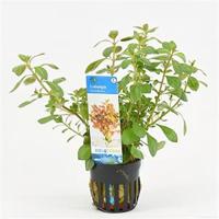 Ludwigia mullertii - 6 stuks - aquarium plant - thumbnail
