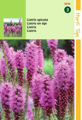 Zaden Liatris Lampenpoetser purperrose Hortitops - Hortitops Zaden Liatris Lampenpoetser purperrose Hortitops - Hortitops