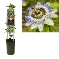 Blauwe passiebloem (Passiflora "Caerulea") klimplant - thumbnail