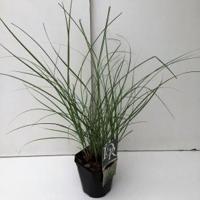 Prachtriet (Miscanthus sinensis "Adagio") siergras - thumbnail