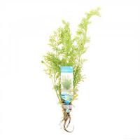 Ceratopteris siliquosa - 10 stuks - aquarium plant - thumbnail