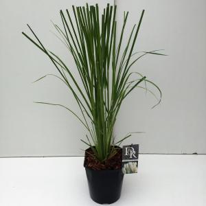 Pampasgras (Cortaderia selloana) siergras Pampasgras (Cortaderia selloana) siergras