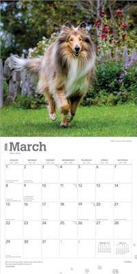 Schotse Herder / Collie Kalender 2026