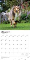 Schotse Herder / Collie Kalender 2026 - thumbnail