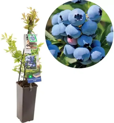 Bosbes (vaccinium corymbosum "Duke") fruitplanten