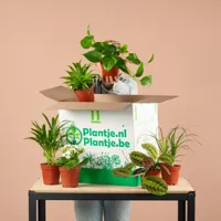 Halve Groene Kneusjesbox (6 stuks) - thumbnail