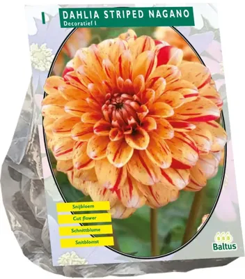 Dahlia Striped Nagano 1 stuks bloembollen Baltus - Baltus