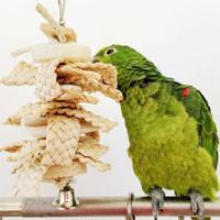 Papegaai inktvis cuttlefish Bone Loofah Cornflake beet speelgoed - thumbnail