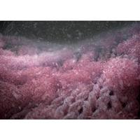 AEG A9WHMIC1 Microplastics Filter voor Wasmachine Wit - thumbnail