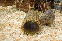 Nature First Happy pet wilgen tunnel - thumbnail