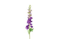 Decostar zijdebloem Delphinium Pacific XL 103 cm paars - thumbnail