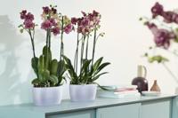 Elho brussels orchidee duo 25 transparant - thumbnail