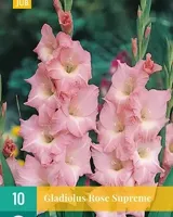 Bloembollen Gladiolus Rose Supreme 10st - thumbnail