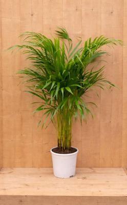 Areca Dypsis Goudpalm H80-100 cm potmaat 17 cm kamerplant Warentuin Natuurlijk - Warentuin natuurlijk