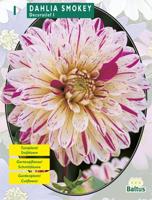 Zomer Bloembollen Dahlia Smokey per 1 Baltus - Baltus - thumbnail
