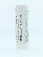 Homeoden Heel Spigelia anthelmia D12 6 Gram - thumbnail