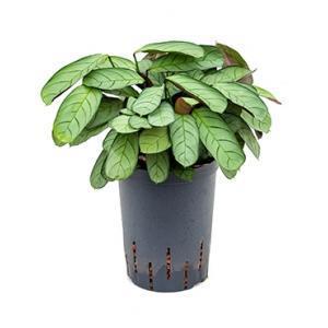 Calathea Ctenanthe burle maxi amagris S hydrocultuur plant Calathea Ctenanthe burle maxi amagris S hydrocultuur plant
