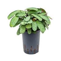 Calathea Ctenanthe burle maxi amagris S hydrocultuur plant - thumbnail