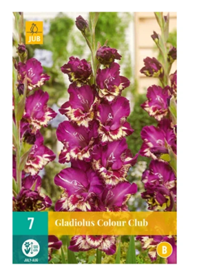 Gladiolus colour club bol/knol JUB 7 stuks - Jub